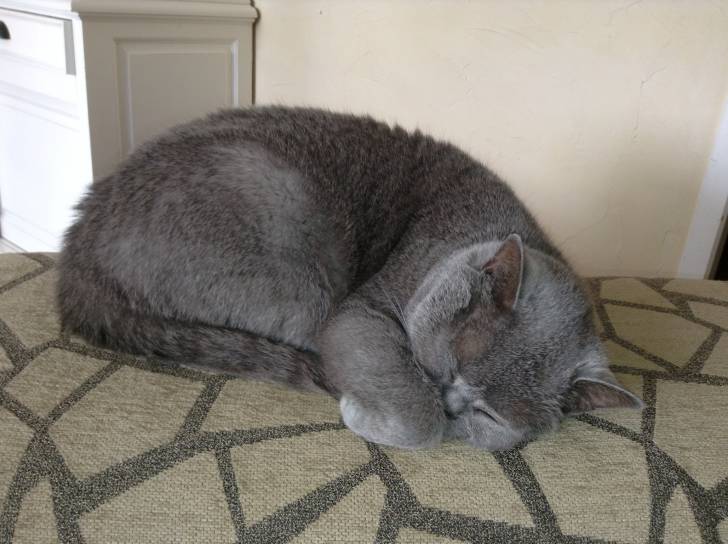 mimi - Mâle (6 ans)