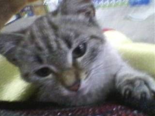 cannelle - (10 mois)