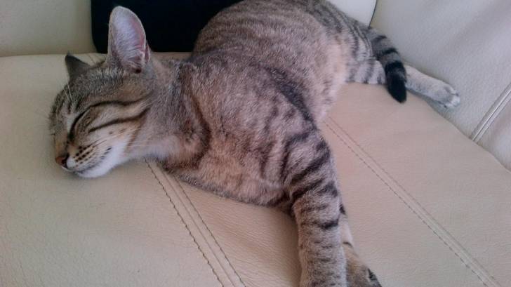 my cat LILLY - (7 mois)