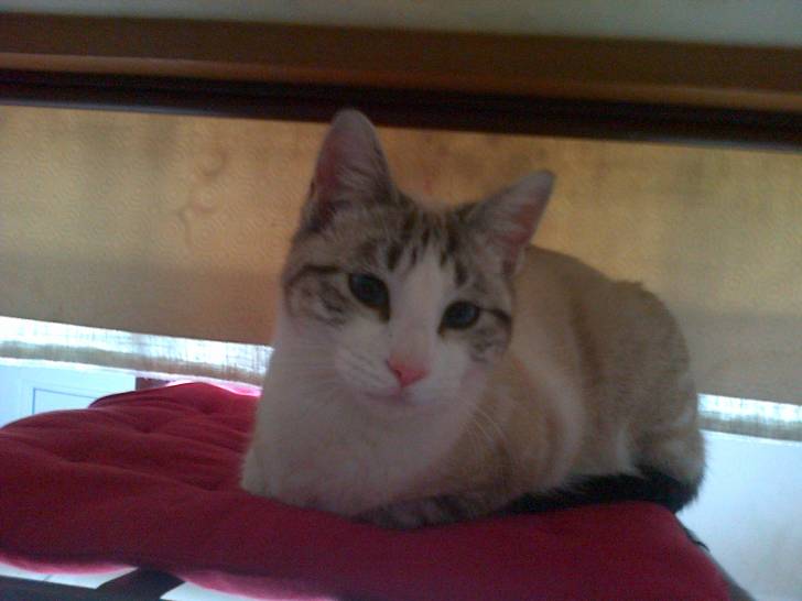 mon chat - Mâle (1 an)