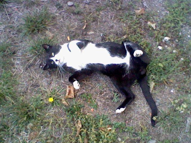 moustache - Mâle (5 ans)
