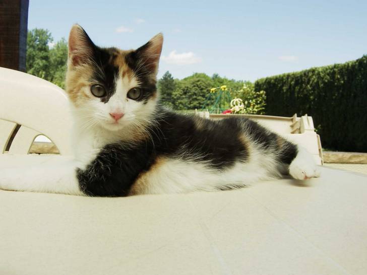 Eclair - (4 ans)