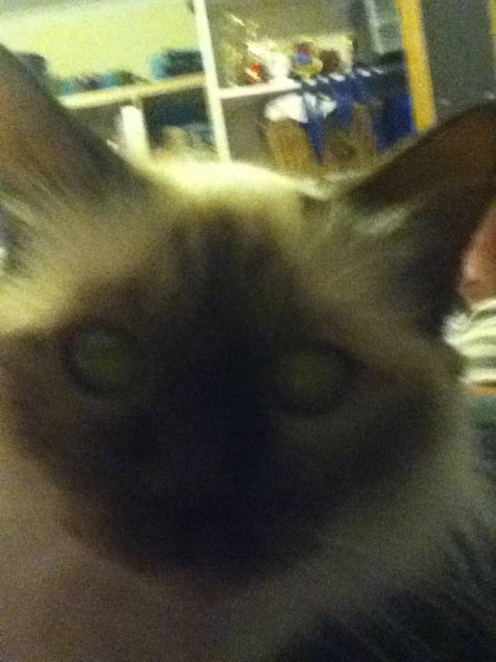 Jazz - (5 ans)