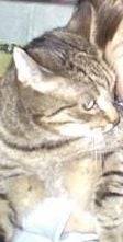 Boris - Mâle (3 ans)