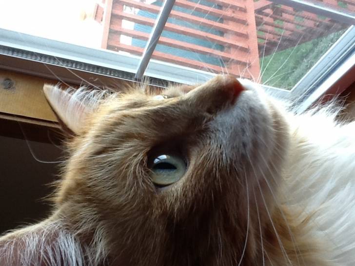 Shakespeare - Mâle (5 ans)