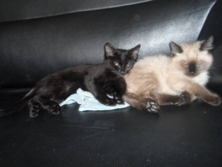 Les deux Minouche - (2 mois)