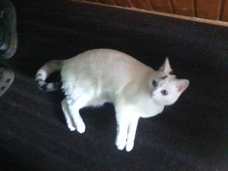 minette - (1 an)