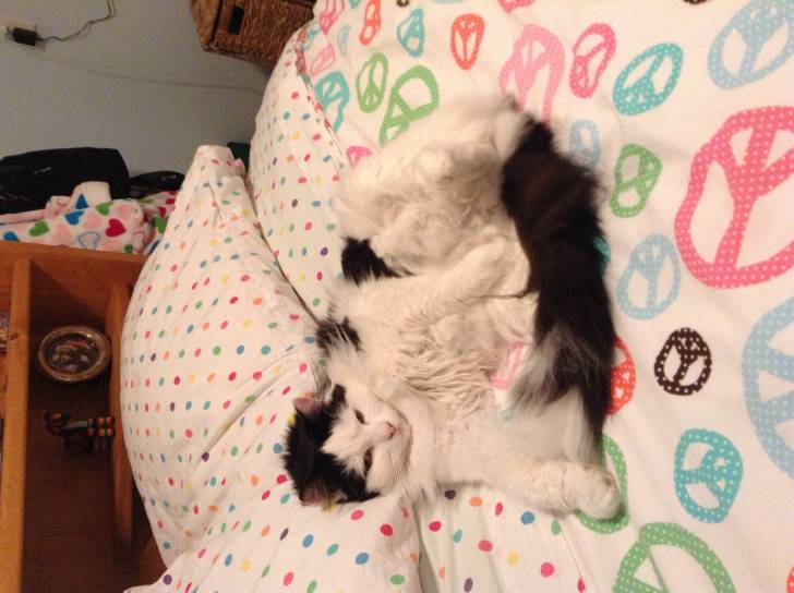Murphy - (2 ans)