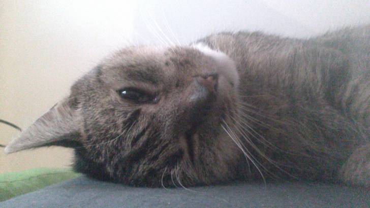 Lulu - Mâle (7 ans)