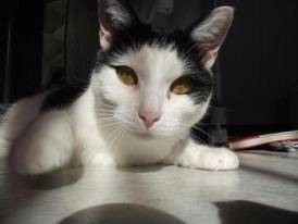 Daurah - (2 ans)