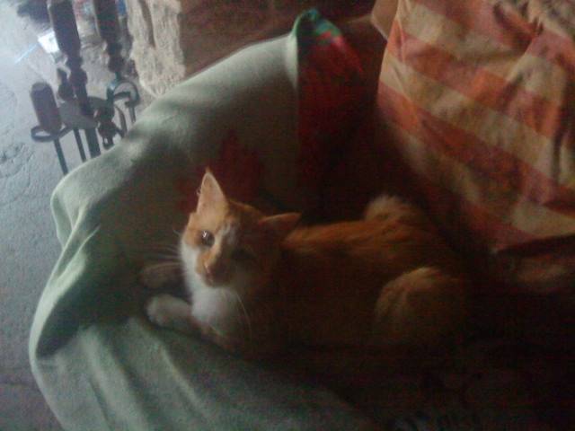 Filou - Mâle (3 ans)