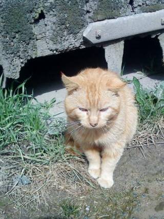 Doudou - Mâle (5 ans)