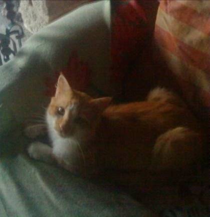 Filou - Mâle (3 ans)