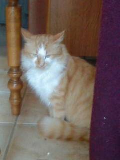 Filou - Mâle (3 ans)