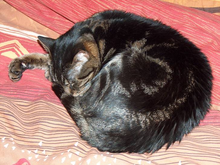 Tigrou fait la sieste - Mâle (8 ans)
