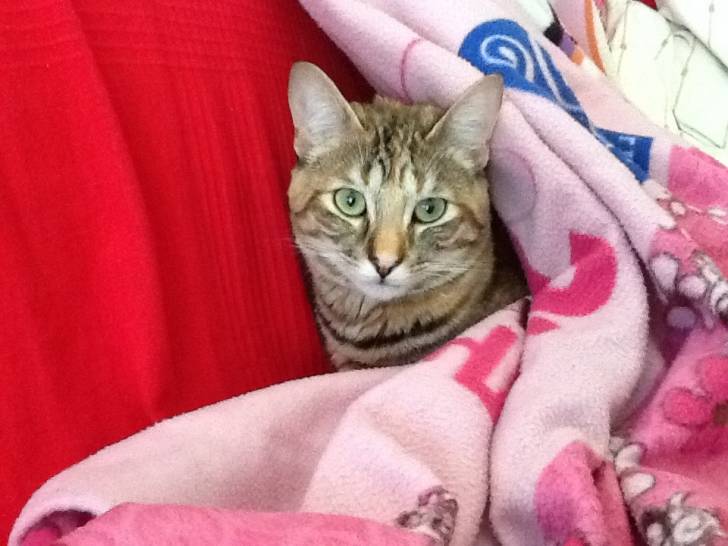 Louna - (9 mois)