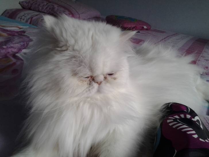 devine - Mâle (2 ans)
