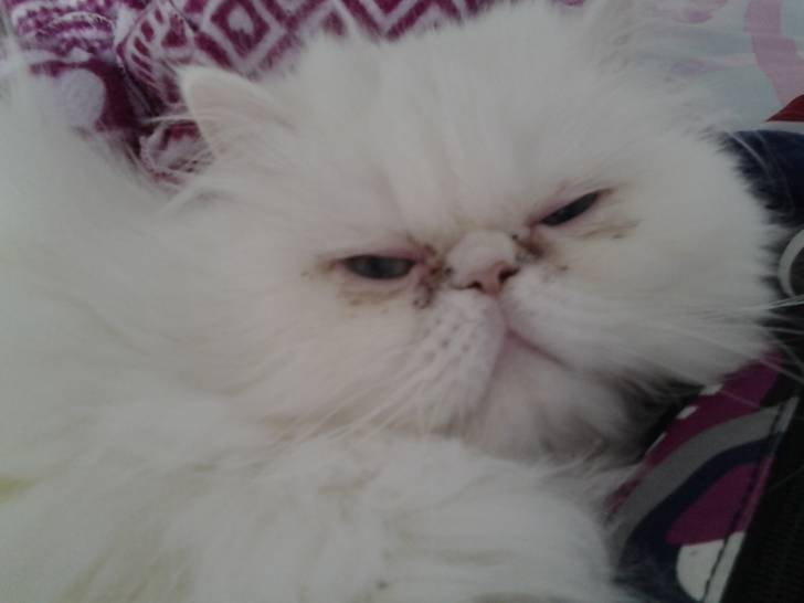 mon loulou -