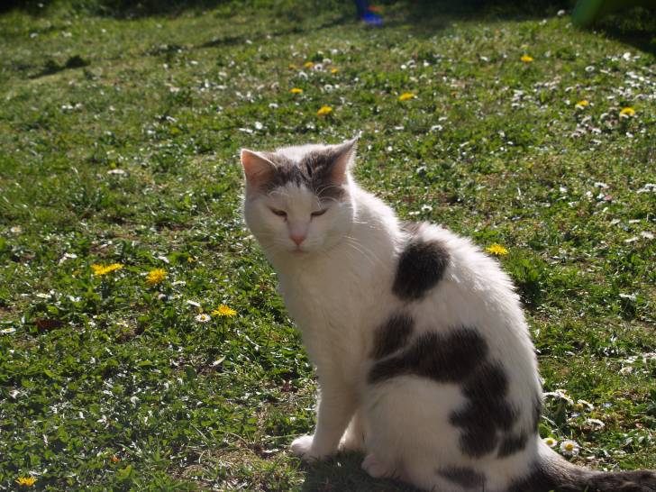 Nova - (10 ans)