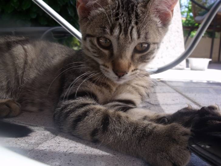 Calypso - (3 ans)