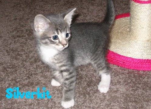 Silverkit/Silverpaw/Silversplash - (2 ans)