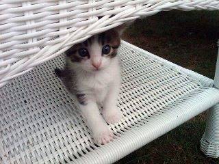 ptit lou - (7 mois)