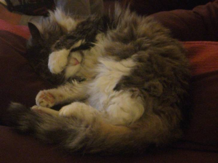 mon chat - (11 ans)