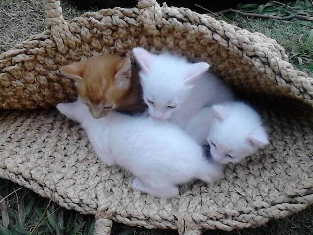 los gatitos - Mâle (3 mois)