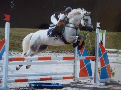 sharme - Mâle (7 ans)