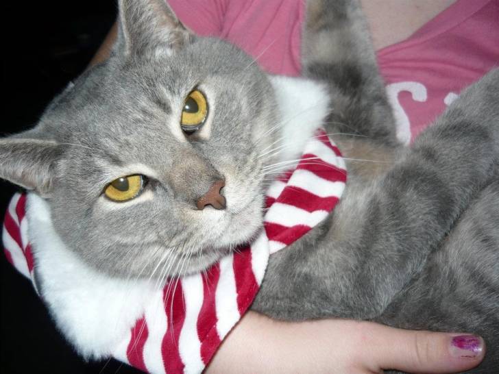 Smokey - Mâle (15 ans)
