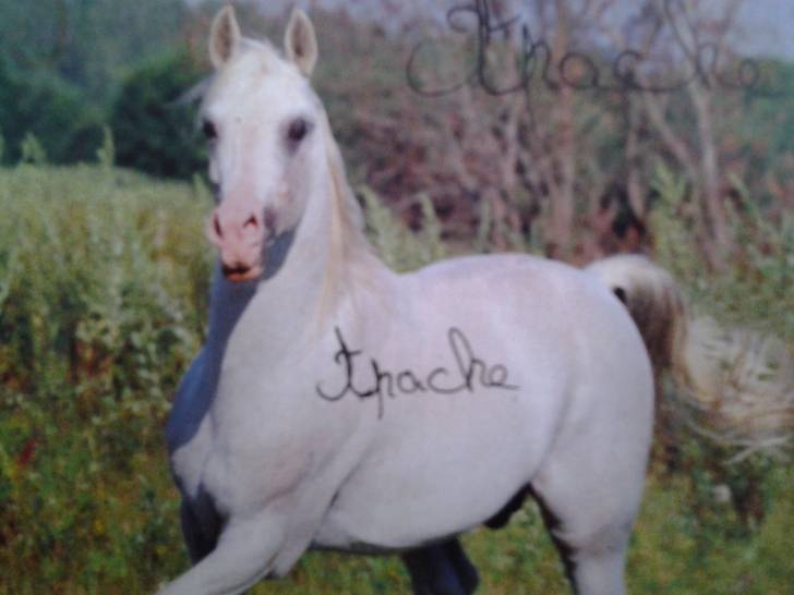 apache - Mâle (4 ans)