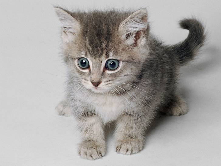 nala - (2 mois)