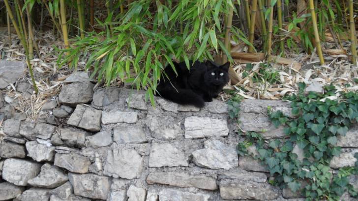 Minet -