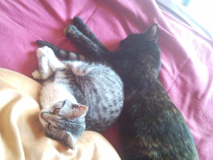 Fenta et Pito - (2 ans)