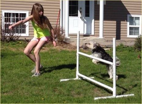 Mickey et moi (agility) - Mâle (4 ans)