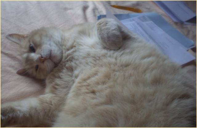 Gros-Père - Mâle (10 ans)