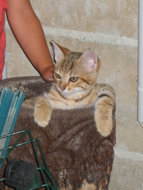 tigrou - Mâle (5 ans)