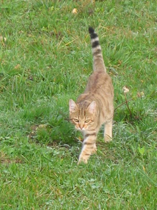 garfield - Mâle (5 ans)