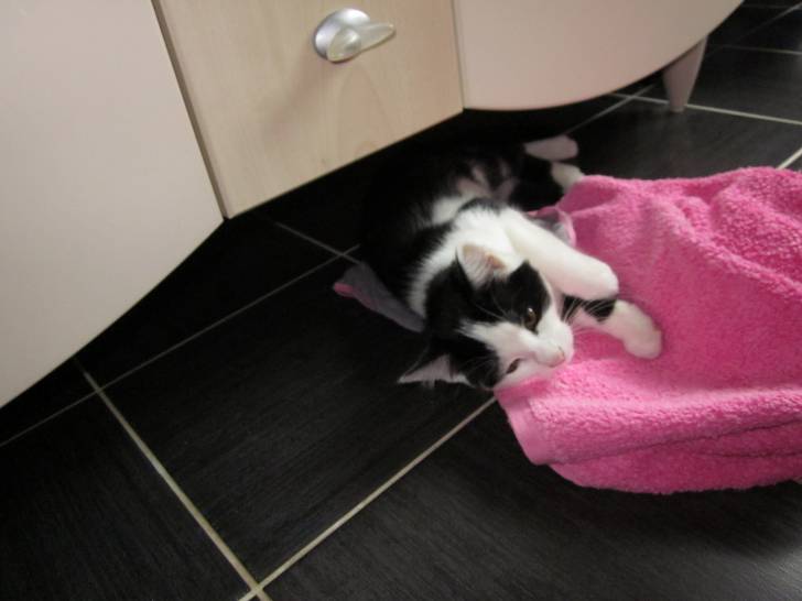 Linotte - (2 ans)
