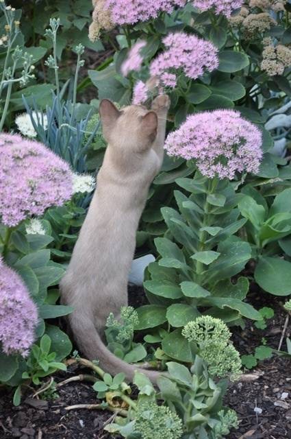 Harvey - Mâle (6 mois)
