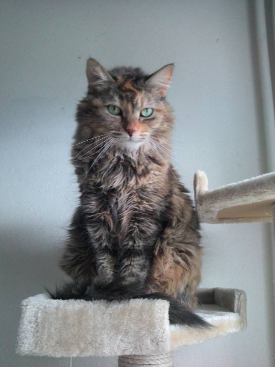 Chipie - (8 ans)