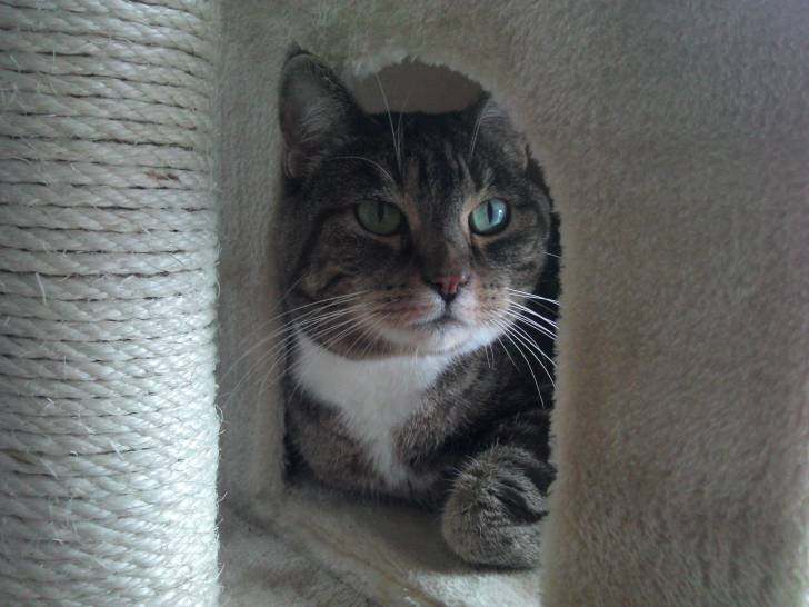 Choupette - (12 ans)
