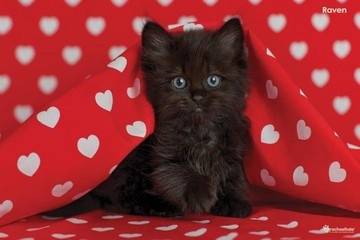 Gattino nero -