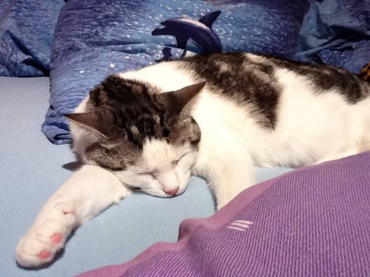 Le chat - Mâle (2 ans)