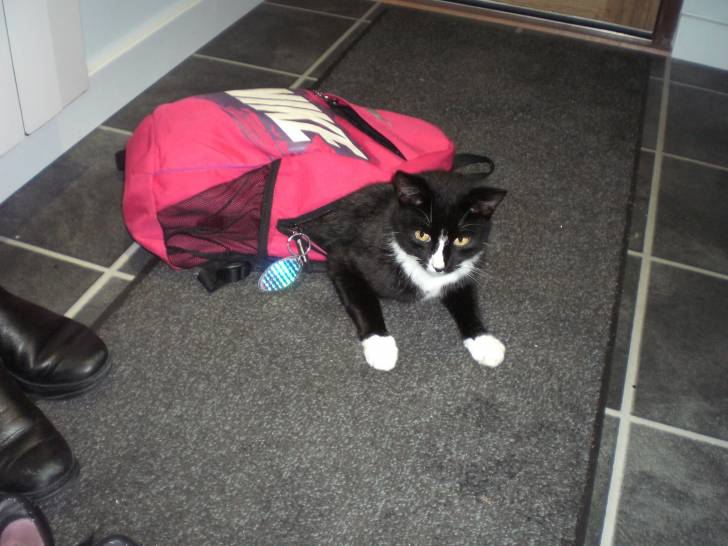 Bobbin - Mâle (3 ans)