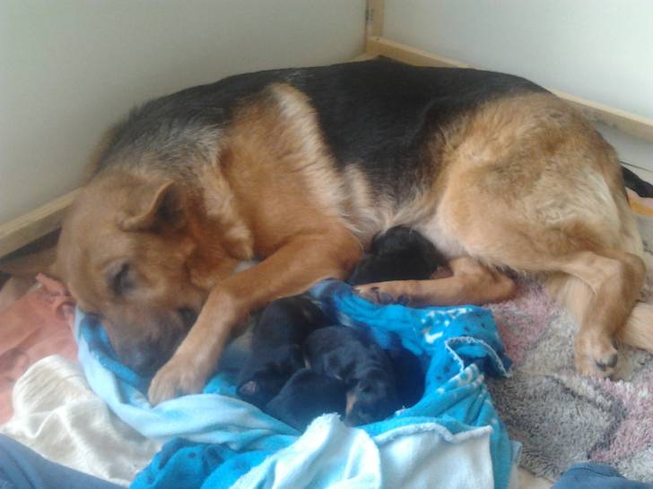 Princesse et ses 4 bébés -