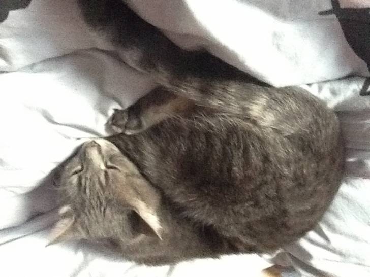 Kiwi - Mâle (3 ans)