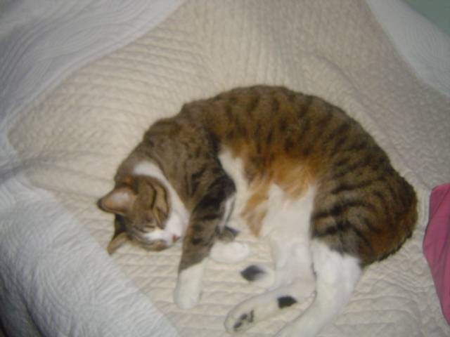 Tigrette - Mâle (9 ans)