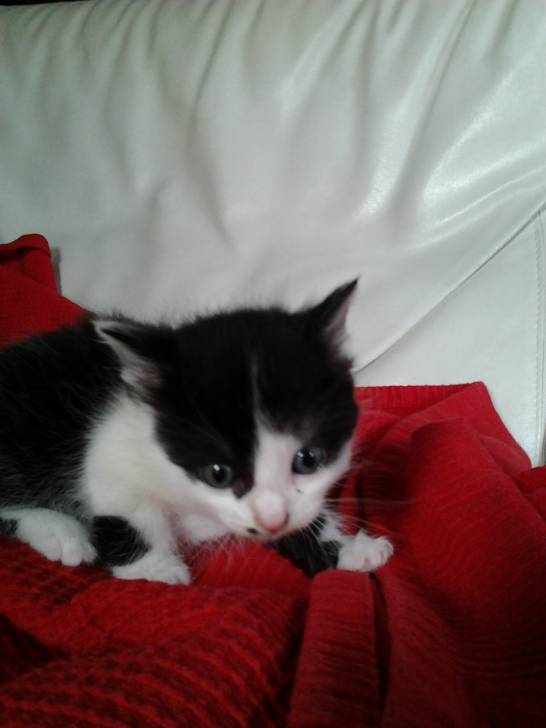 maya - (1 mois)
