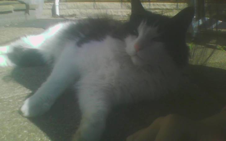 Smudge outside - Mâle (5 ans)